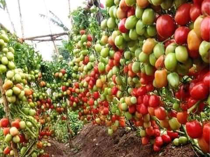 Mbiofarmers