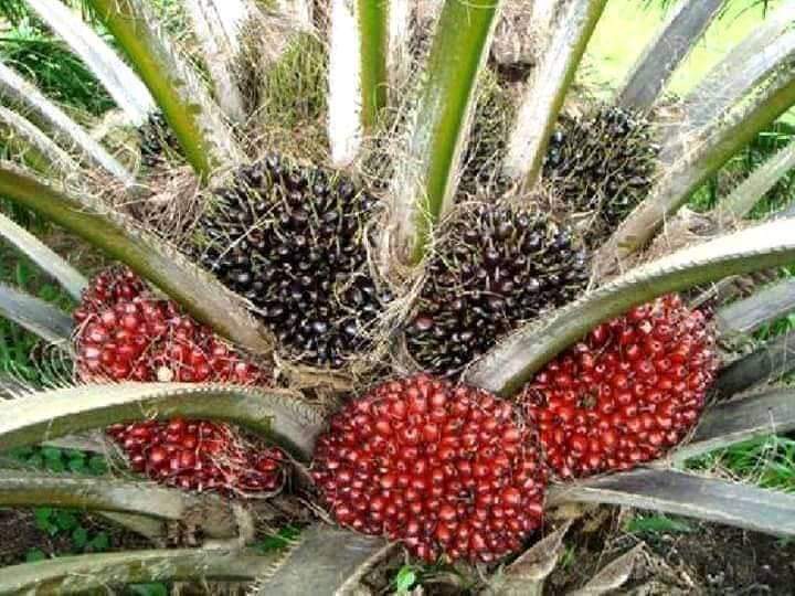 Mbiofarmers