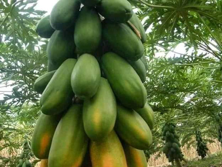 Mbiofarmers